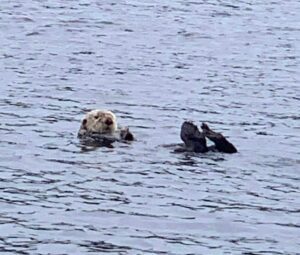 A zoomed look of two animals in the water