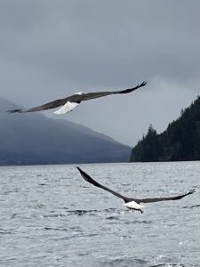 An eagle flying over he water with mountains in the background