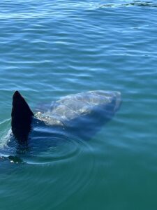 A close up shot of a shark swimming in the water