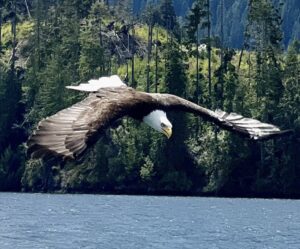 An eagle flying over the water with trees in the background