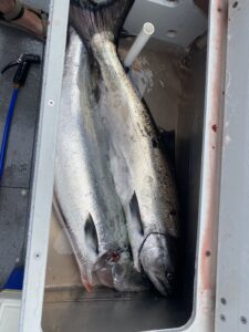 A closeup shot of caught fish while fishing and kept in the boat