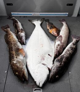 A variety of fish on a boat deck.