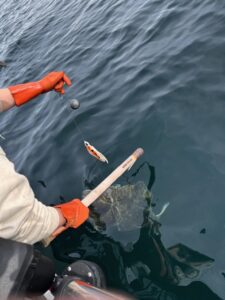 A fisherman pulls a crab trap from the ocean.